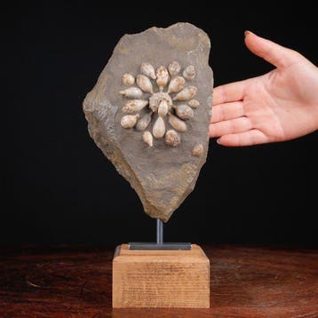 Fossiele echinoïde - Gefossiliseerde schelp - Pseudocidaris, Verzamelen