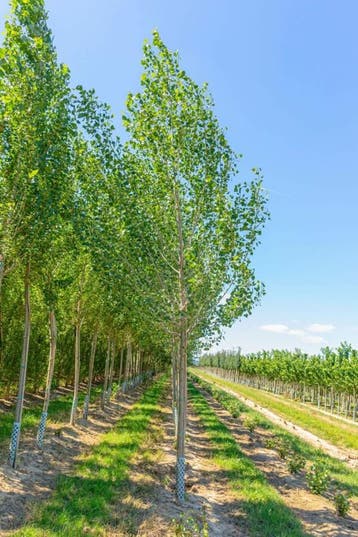 Populus nigra hoogstam 20/25