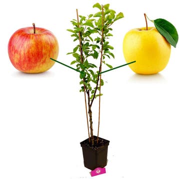 Appelboom Duo, Verzenden, Volle zon