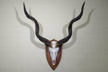 Greater Kudu Schedel - Tragelaphus strepsiceros - 45 cm -, Verzamelen, Dierenverzamelingen, Nieuw