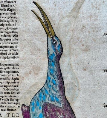 Conrad Gesner - Vogelbuch - 1617