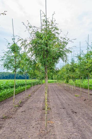 Gleditsia triacanthos Skyline hoogstam 16/18