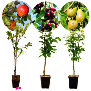 fruitbomen Appel Peer Kers + Pot 23cm 3 stuks, Verzenden, Volle zon