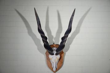 Fine quality Lord Derby Antelope Schedel - Taurotragus, Nieuw
