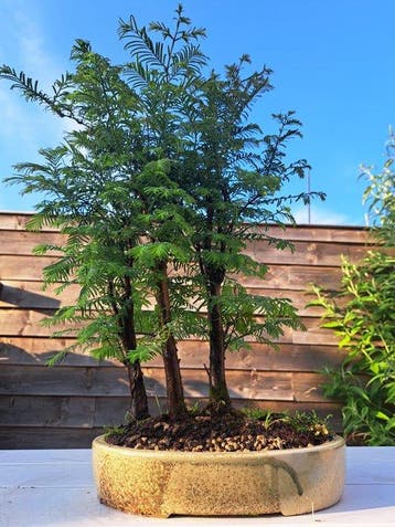 GROOT metasequoia bos in ruime bonsaischaal - Hoogte (boom):