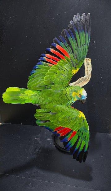 blauw voorhoofd amazone papagaai Taxidermie volledige, Nieuw