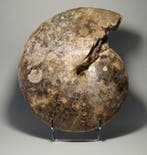 Ammoniet - Gefossiliseerde schelp - Choffaticeras segne -, Verzamelen, Mineralen en Fossielen