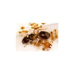 Pheidole pallidula, dikkopmier, koningin en 10+ werksters