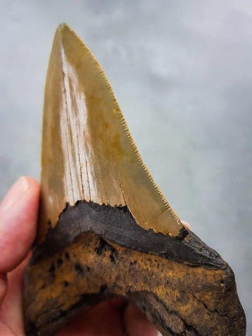Megalodon - Fossiele tand - 112 mm - 80 mm, Verzamelen, Mineralen en Fossielen