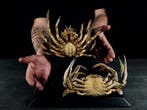 een paar verzamelkrabben Taxidermie volledige montage - Maya, Verzamelen, Nieuw