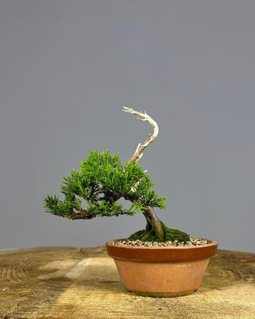 Jeneverbes bonsai (Juniperus) - Hoogte (boom): 18 cm -