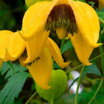 Clematis Tangutica container (P15) Sierplanten, Raskleur, Verzenden, Overige soorten, Struik