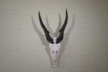 African Antelope Schedel - Common Eland - Taurotragus oryx -, Nieuw