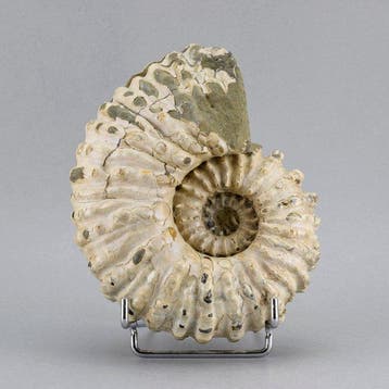 Ammoniet - Gefossiliseerd dier - Douvilleiceras mammillatum