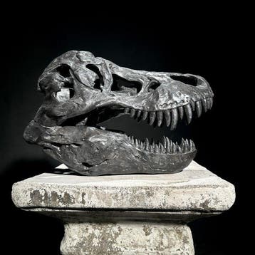 GEEN RESERVEPRIJS - Een replica van een dinosaurus-schedel -