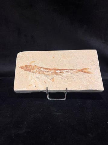 Vis - Fossiel skelet - Prionolepsis - 8.7 cm - 17.4 cm