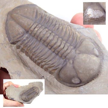 Trilobiet - Fossiel rugschild - Struveaspis sp. - 62x30mm -