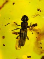 Salpingidae - Barnsteen - Salpingidae (Zonder minimumprijs)