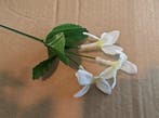 Corsage pick Stephanotus Wit 3 bloemen per stuk, Ophalen of Verzenden, Nieuw