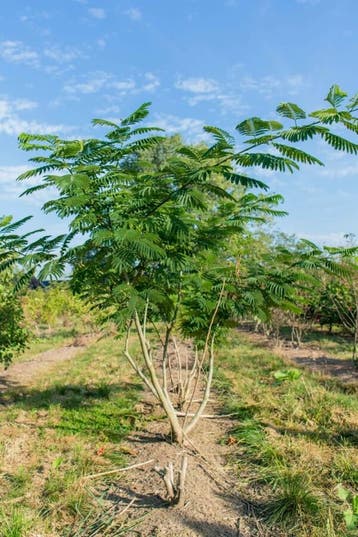 Albizia julibrissin meerstammig, Tuin en Terras