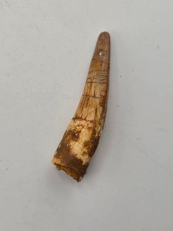 Spinosaurus - Fossiele tand - Spinosaur Aegyptiacus - 5 cm