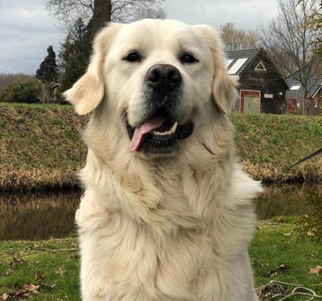 Golden Retriever Reu met stamboom, 6 jaar of ouder, Golden retriever, Nederland, Parvo