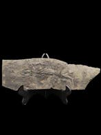 Gefossiliseerd dier - salamander - 30 cm - 10 mm