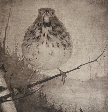 Jan Mankes (1889-1920) - Lijster op tak
