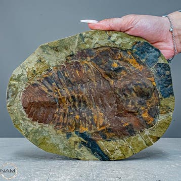 Natuurlijke trilobiet (Cambropallas telesto) uit Marokko –