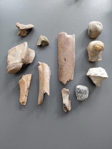 Wolharige mammoet - Gefossiliseerd dier (Zonder