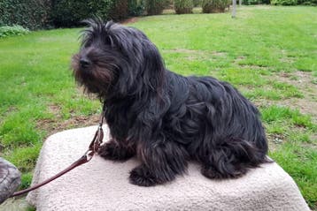 Herplaatsservice voor gezelschapshondjes. Leuke Shi-Tzu MIX., Overige rassen, Geslacht onbekend, Meerdere, 3 tot 5 jaar