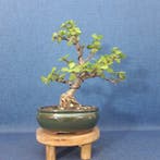 Jade bonsai (Crassula/Portulacaria) - Hoogte (boom): 23 cm -, Antiek en Kunst