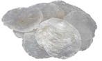 Capiz Shell Camar schelpen 5-10 cm 1 kilo, Ophalen of Verzenden, Nieuw
