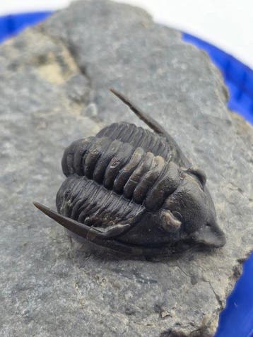 Trilobiet - Gefossiliseerd dier - Diademaproetus trilobite -