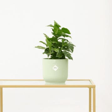 Green Bubble - Coffea Arabica - Ø12 cm, Huis en Inrichting, Ophalen of Verzenden