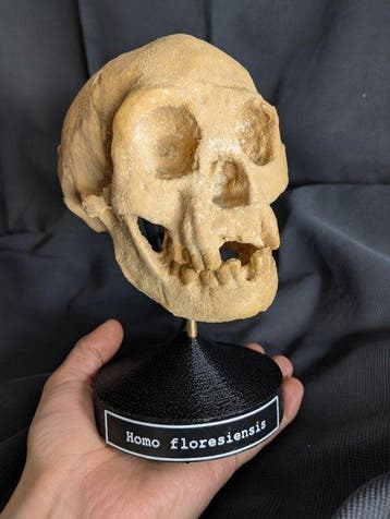 Fossiele schedel - Homo floresiensis « the Hobbit » -