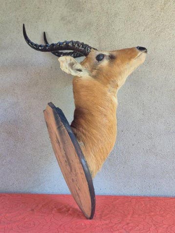 Cobe de Buffon - Taxidermie wandmontage - Kobus cob -, Nieuw
