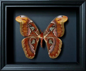 Vlinder Taxidermie volledige montage - Attacus atlas - 20 cm, Nieuw