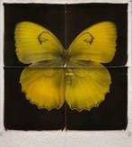 Christof René Schmidt - Schmetterling, Antiek en Kunst