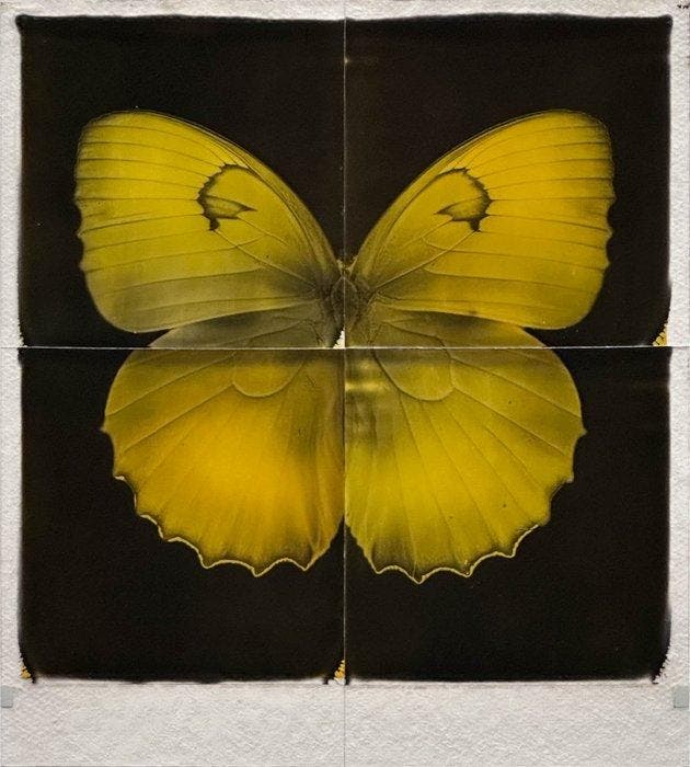 Christof René Schmidt - Schmetterling, Antiek en Kunst, Kunst | Designobjecten