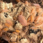 Isopod Porcelliomides pruinosus “powder orange”, Dieren en Toebehoren, Insecten en Spinnen