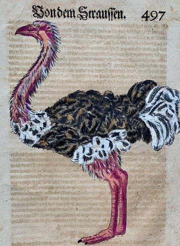 Conrad Gesner - Vogelbuch - 1600