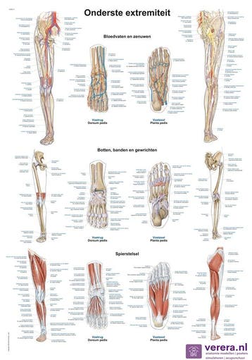 Anatomie poster heup, knie, voet (onderste extremiteit,...., Nieuw