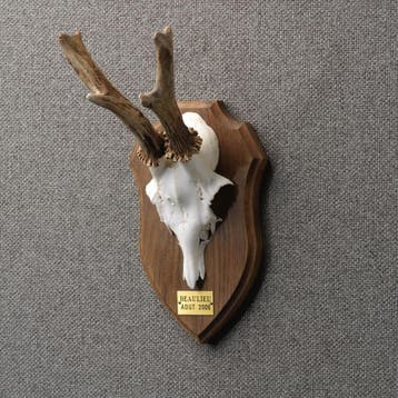 Reebok Gewei Taxidermie Opgezette Dieren By Max, Ophalen of Verzenden, Nieuw, Wild dier, Opgezet dier