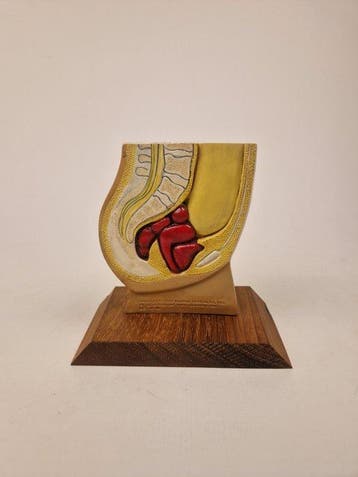 Anatomisch model - kunststof - 2000-2010 - Bekkenbodem en