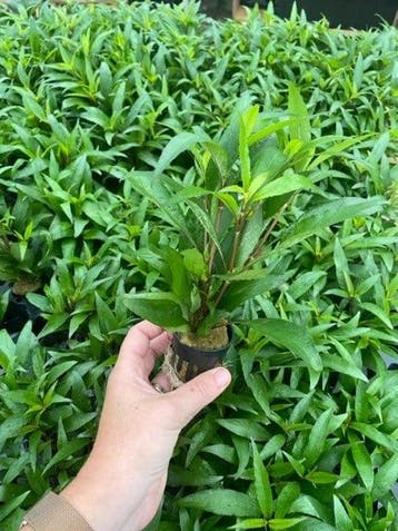 Hygrophila Angustifolia (Aquariumplanten), Dieren en Toebehoren, Verzenden, Nieuw, Plant(en), Steen of Hout