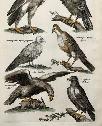 Matthäus Merian (1593-1650) - hand coloured folio: Eagles,, Antiek en Kunst