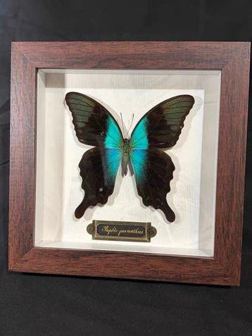 Papilio peranthus Taxidermie wandmontage - Papilio peranthus, Nieuw