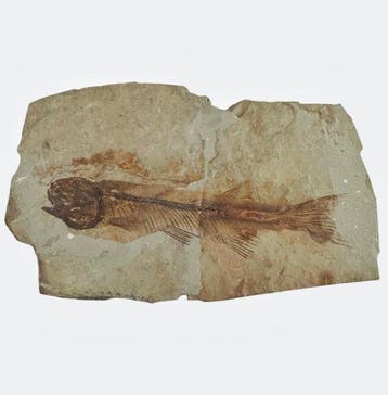 Vis - Gefossiliseerd dier - Fossil Fish from China