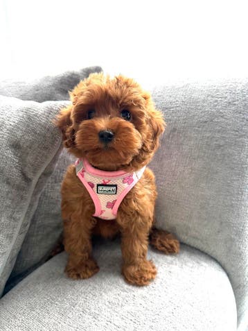 Echte beauty s maltipoo pups , speels en gezond, Parvo, Overige rassen, 8 tot 15 weken, Meerdere